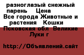 разноглазый снежный парень. › Цена ­ 10 000 - Все города Животные и растения » Кошки   . Псковская обл.,Великие Луки г.